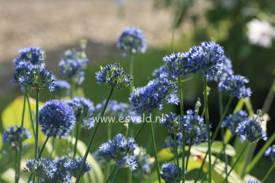 Allium caeruleum Allium caeruleum