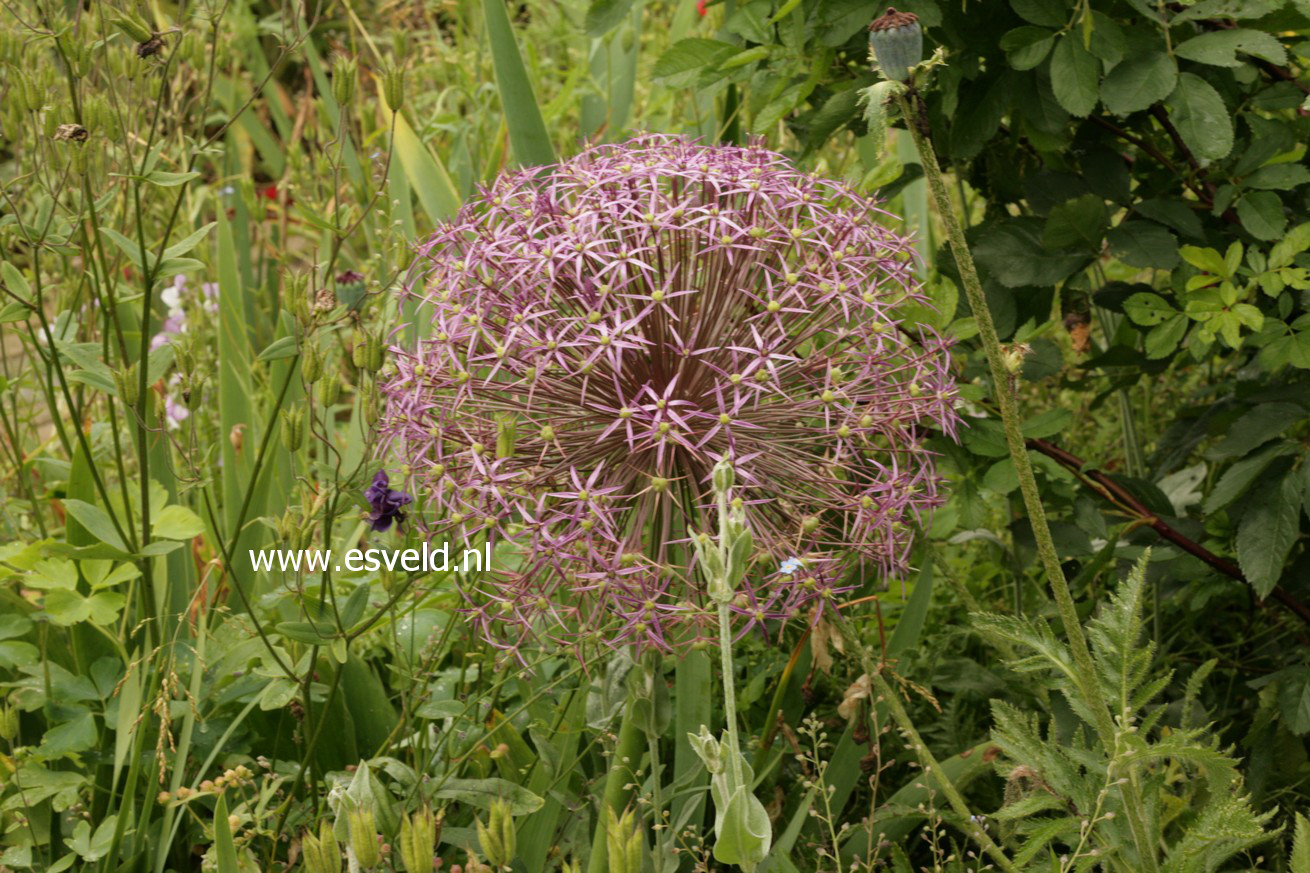 Allium christophii