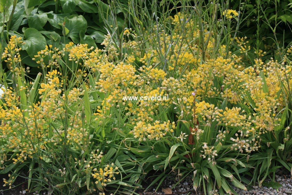 Allium moly Allium moly