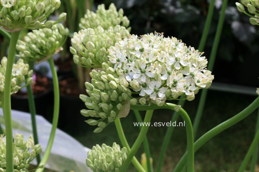 Allium nigrum