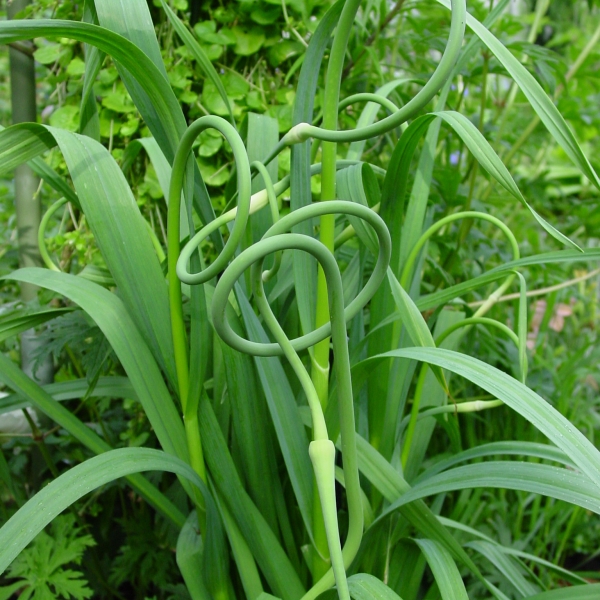 Allium sativum (81716)