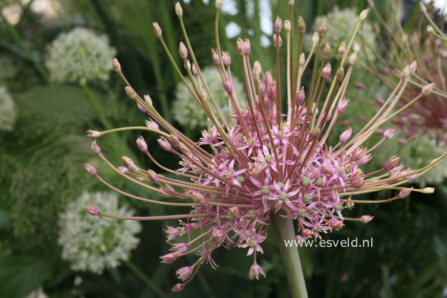 Allium schubertii