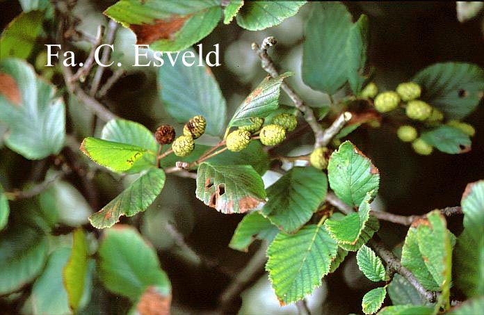Alnus viridis var. crispa