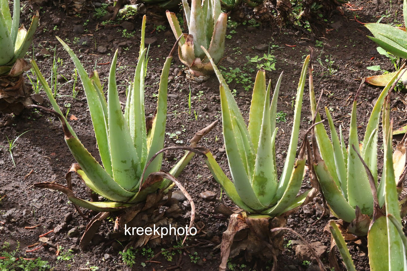 Aloe vera (98576)