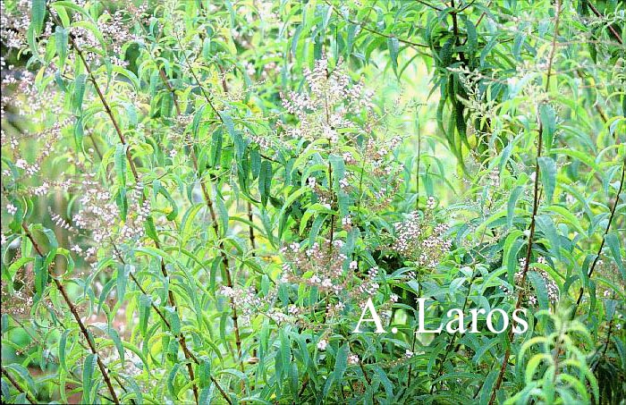 Aloysia triphylla