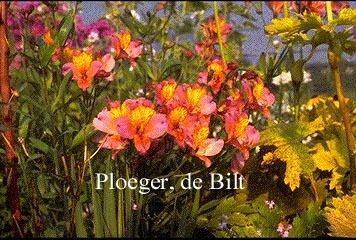 Alstroemeria Ligtu Hybrids Alstroemeria Ligtu Hybrids