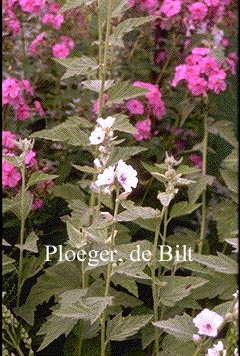 Althaea officinalis