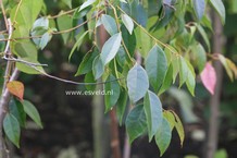 Altingia gracilipes serrulata (27311)