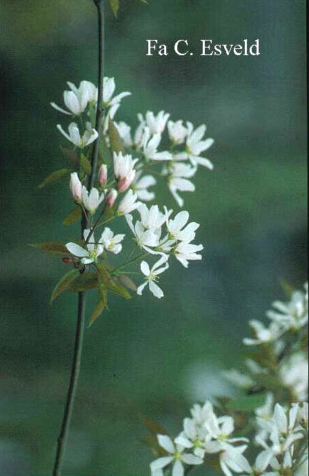Amelanchier 'Ballerina' (6053)