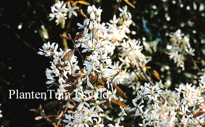 Amelanchier 'Prince Charles'