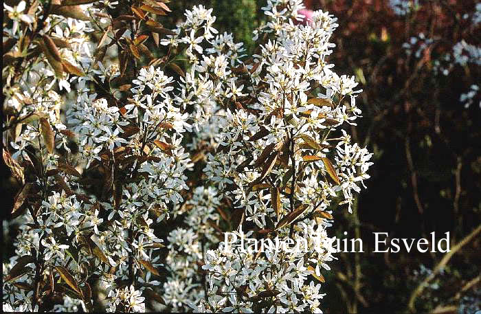 Amelanchier 'Snow Cloud'