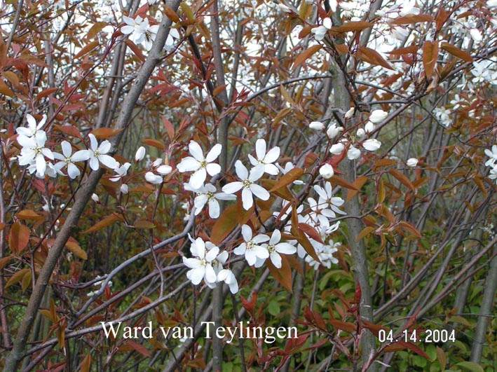 Amelanchier 'Snowflakes'