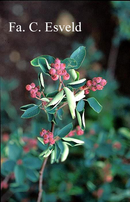 Amelanchier alnifolia 'Smoky' Amelanchier alnifolia 'Smoky'