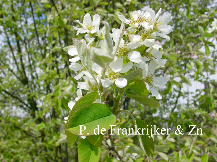 Amelanchier alnifolia semi-integrifolia