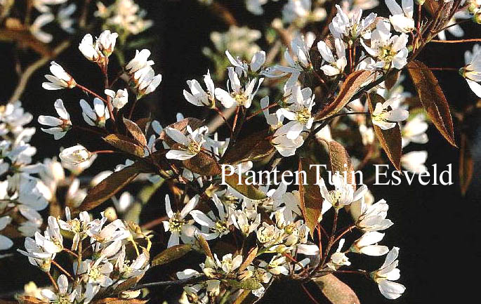 Amelanchier asiatica sinicum Amelanchier asiatica sinicum