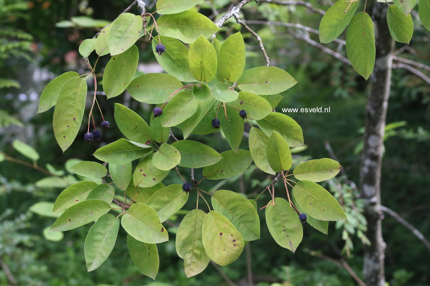 Amelanchier canadensis