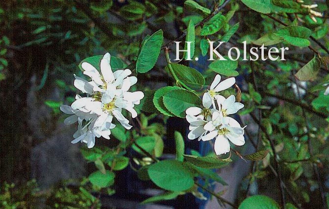 Amelanchier cusickii