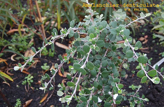 Amelanchier denticulata (81847)