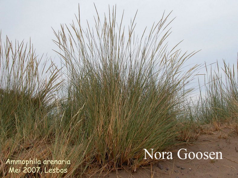 Ammophila arenaria