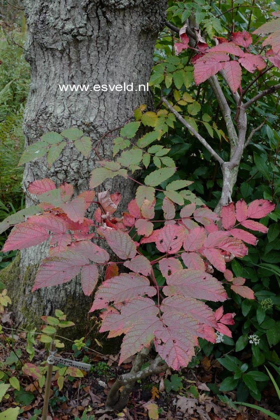 Ampelopsis megalophylla