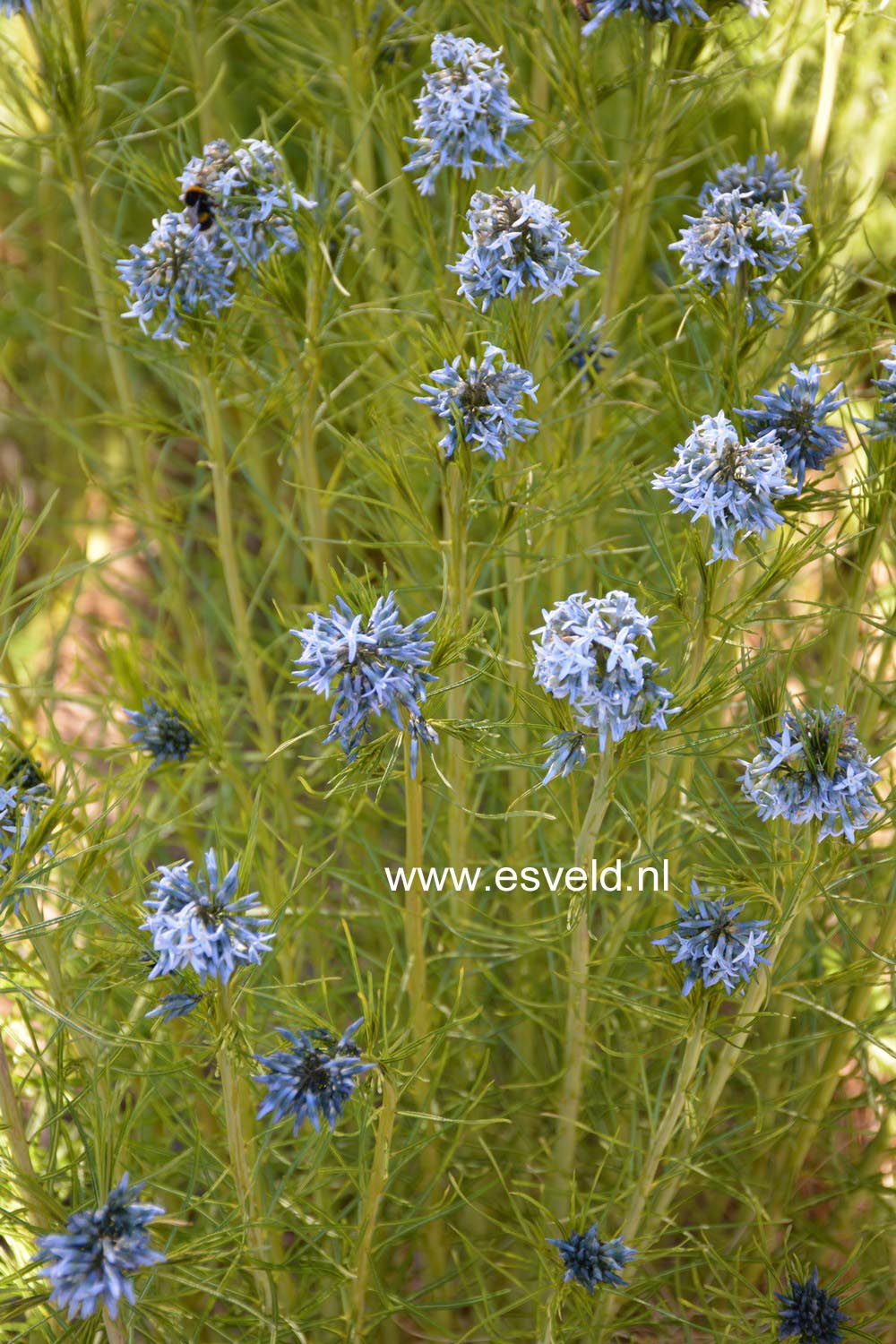 Amsonia hubrichtii