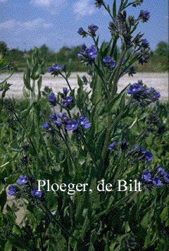 Anchusa azurea