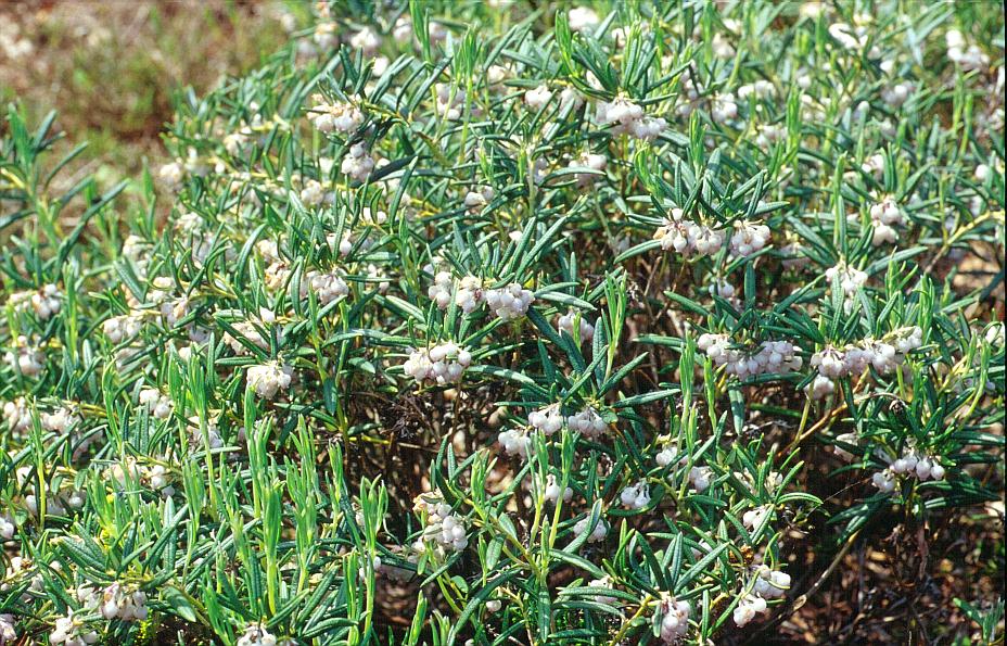 Andromeda glaucophylla latifolia