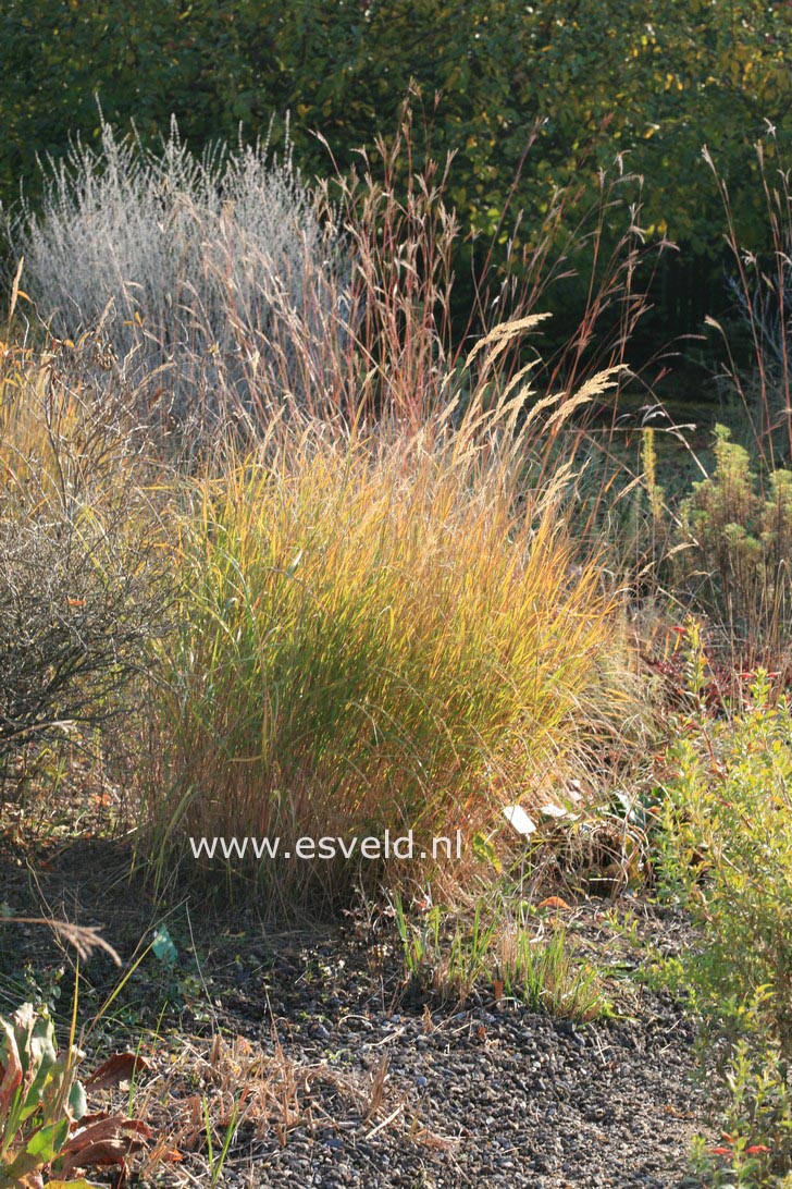 Andropogon gerardii