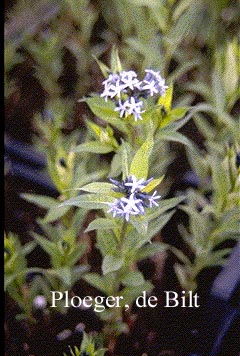 Androsace carnea 'Val d'Eyne' Androsace carnea 'Val d'Eyne'