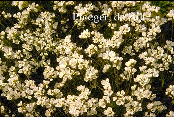 Androsace carnea ssp. brigantiaca