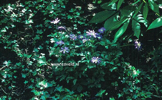 Anemone blanda 'Blue Shades'