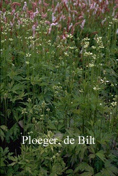 Anemone cylindrica Anemone cylindrica