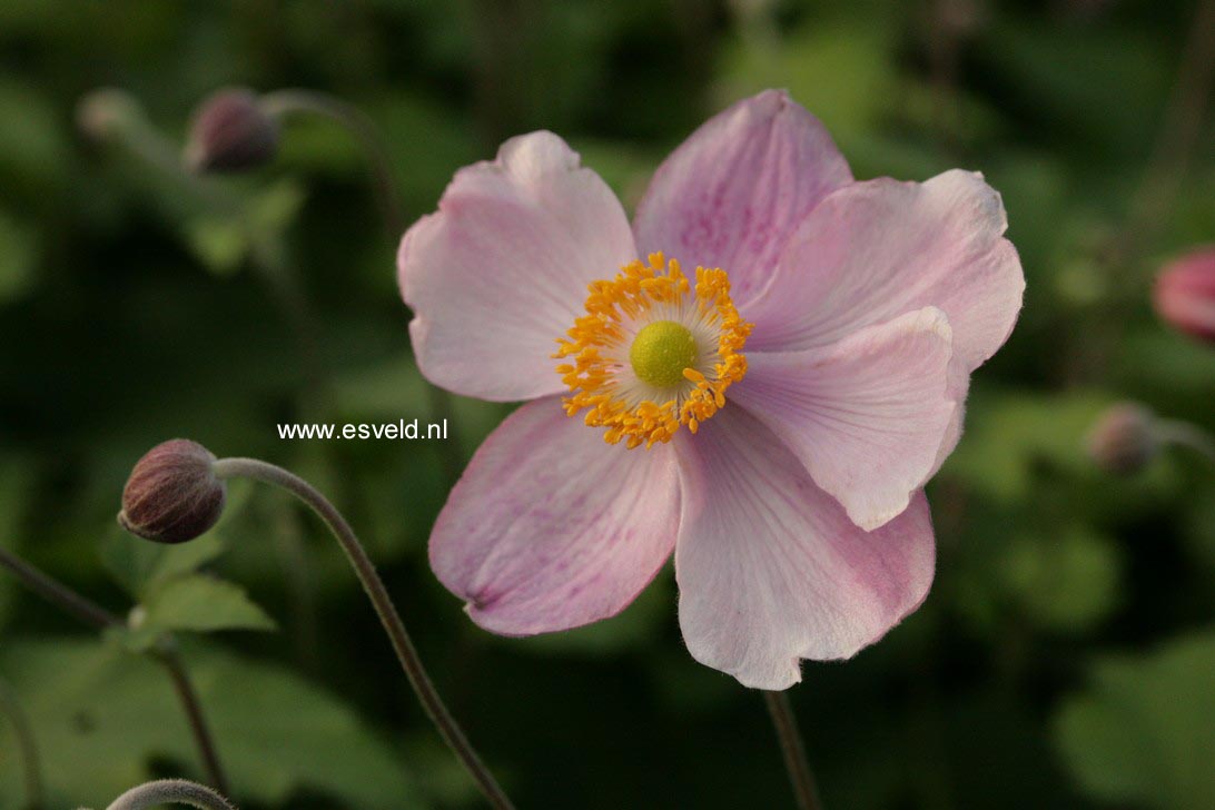 Anemone hupehensis 'Little Princess' (48490)