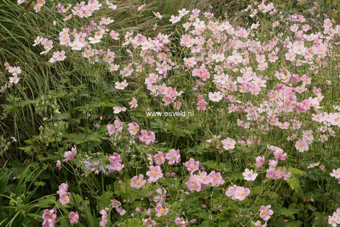 Anemone hupehensis 'September Charm'