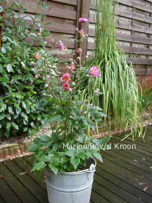 Anemone hybrida 'Bressingham Glow'