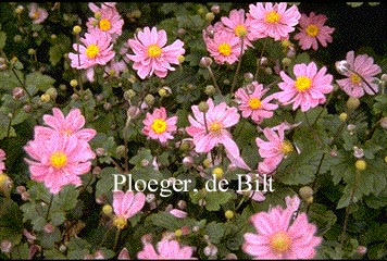 Anemone hybrida 'Margarete'