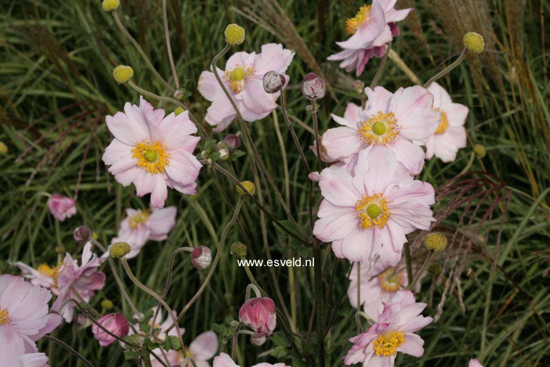 Anemone hybrida 'Max Vogel'