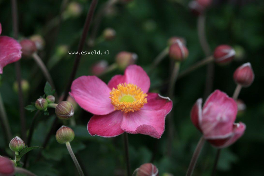 Anemone hybrida 'Pocahontas' (FANTASY)