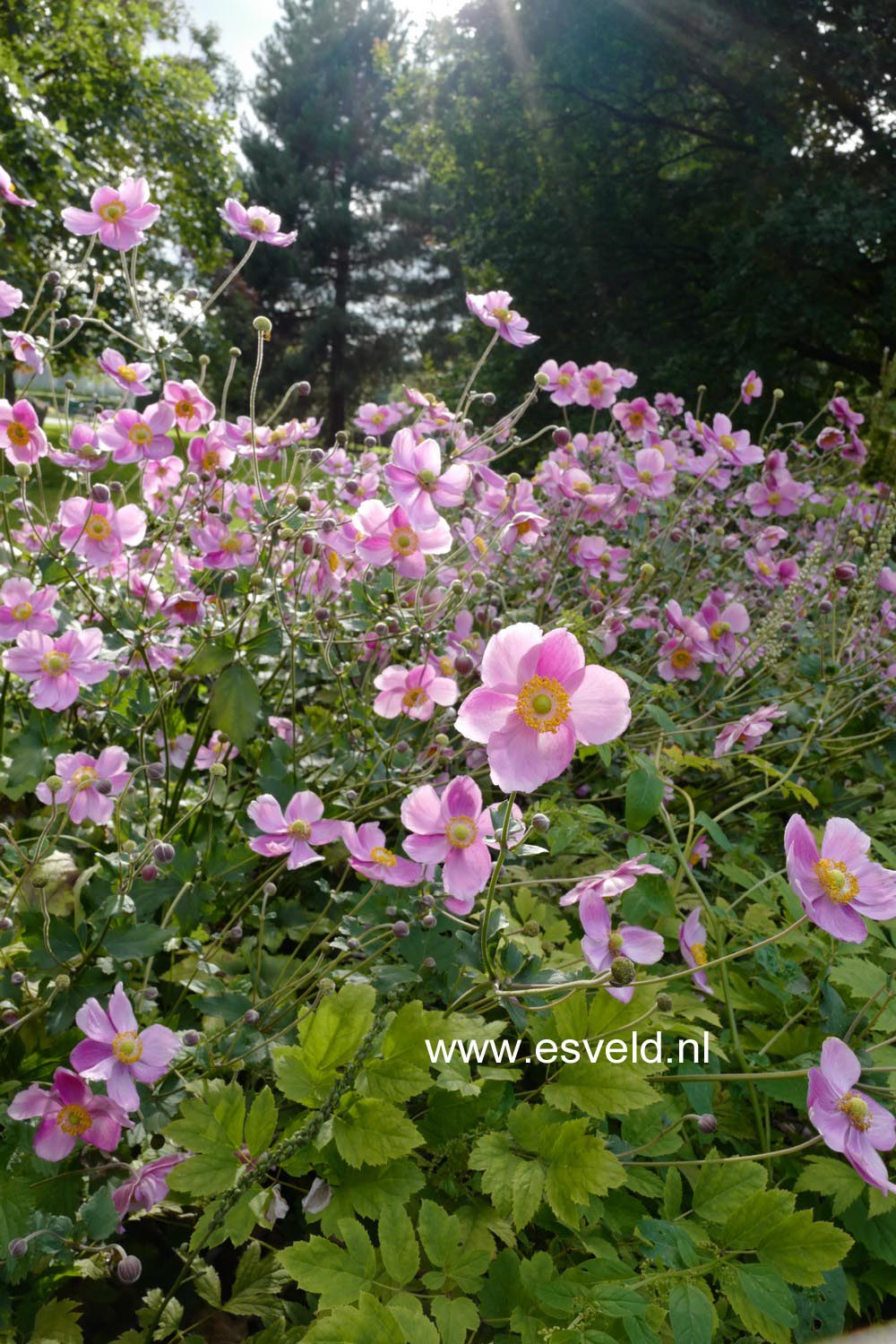 Anemone hybrida 'Rosenschale'