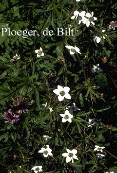 Anemone leveillei Anemone leveillei