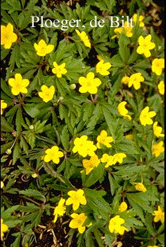 Anemone ranunculoides