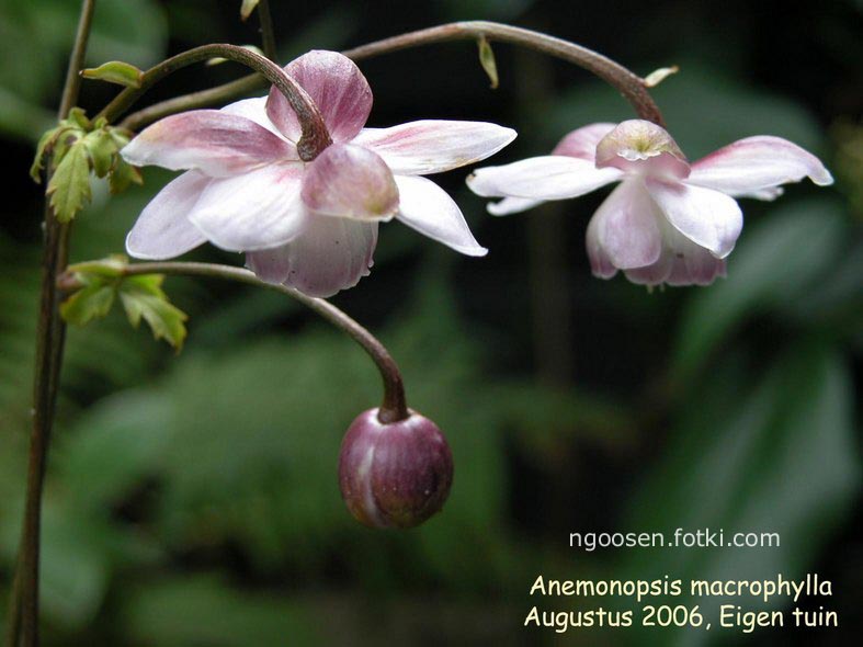 Anemonopsis macrophylla