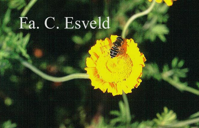 Anthemis sancti-johannis