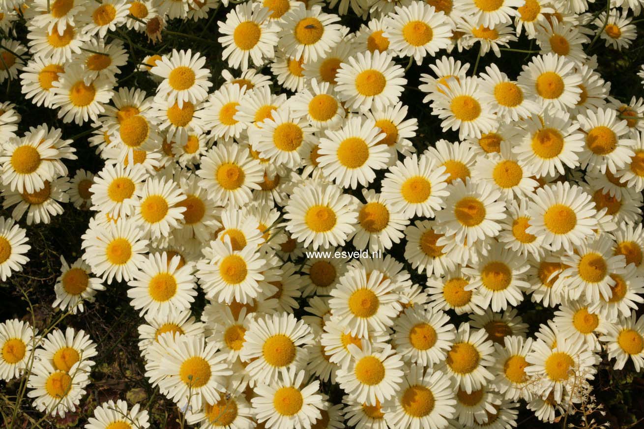 Anthemis tinctoria 'Lemon Ice'
