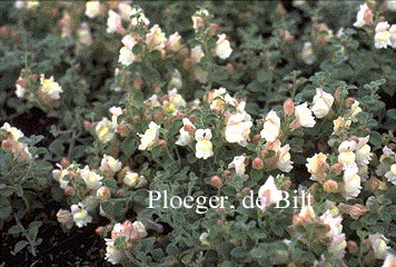 Antirrhinum hispanicum Antirrhinum hispanicum