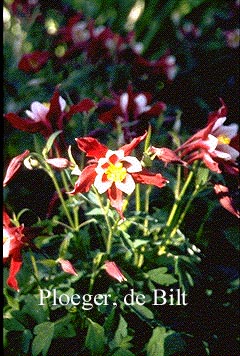 Aquilegia 'Red Hobbit'