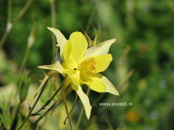 Aquilegia chrysantha