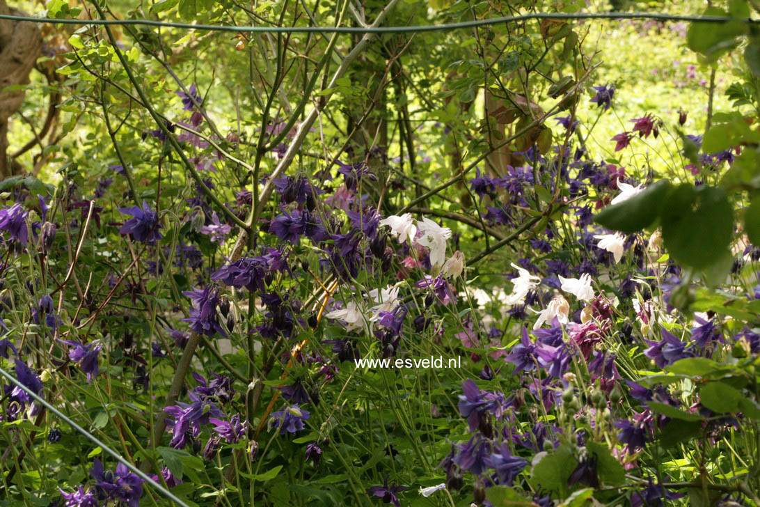 Aquilegia vulgaris 'Blue Barlow'