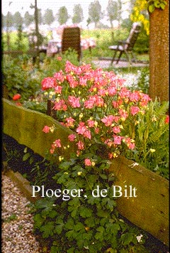 Aquilegia vulgaris 'Gardenparty'