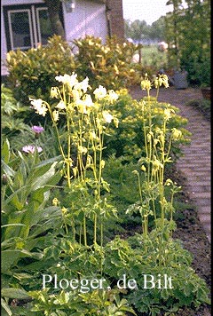Aquilegia vulgaris 'Nivea' Aquilegia vulgaris 'Nivea'
